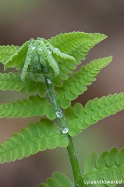 Unfurling frond